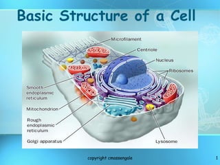 Basic Structure of a Cell copyright cmassengale 