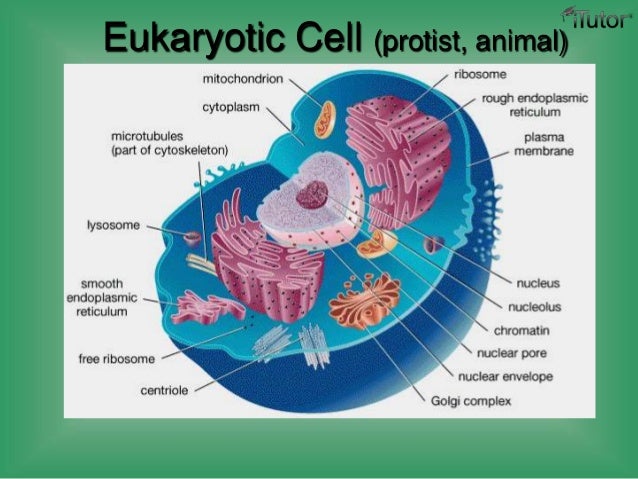 Cell structure