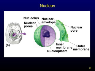 Nucleus

14

 