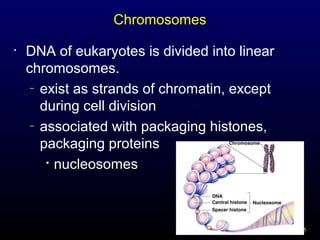 Chromosomes
•

DNA of eukaryotes is divided into linear
chromosomes.
– exist as strands of chromatin, except
during cell division
– associated with packaging histones,
packaging proteins
 nucleosomes

15

 
