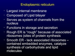 Endoplasmic reticulum
•
•
•

•
•

•

Largest internal membrane
Composed of Lipid bilayer
Serves as system of channels from the
nucleus
Functions in storage and secretion
Rough ER is “rough” because of associated
ribosomes (sites of protein synthesis
Smooth ER - lack associated ribosomes –
contained embedded enzymes, catalyze
synthesis of carbohydrate and lipid
molecules
17

 