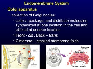 •

Endomembrane System
Golgi apparatus
–

collection of Golgi bodies
 collect, package, and distribute molecules
synthesized at one location in the cell and
utilized at another location
 Front - cis , Back – trans

Cisternae – stacked membrane folds

18

 