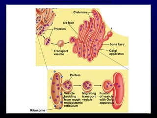 Copyright © The McGraw-Hill Companies, Inc. Permission required for reproduction or display.

Cisternae
cis face
Proteins

trans face
Golgi
apparatus

Transport
vesicle

Protein

Vesicle
Migrating
budding
transport
from rough vesicle
endoplasmic
reticulum
Ribosome

Fusion
of vesicle
with Golgi
apparatus
19

 