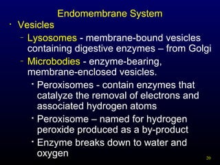 Endomembrane System
•

Vesicles
– Lysosomes - membrane-bound vesicles
containing digestive enzymes – from Golgi
– Microbodies - enzyme-bearing,
membrane-enclosed vesicles.

Peroxisomes - contain enzymes that
catalyze the removal of electrons and
associated hydrogen atoms
 Peroxisome – named for hydrogen
peroxide produced as a by-product

Enzyme breaks down to water and
oxygen
20

 