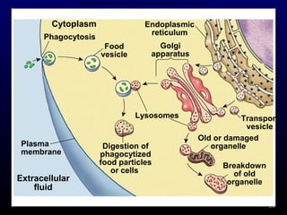 Copyright © The McGraw-Hill Companies, Inc. Permission required for reproduction or display.

Cytoplasm

Endoplasmic
reticulum

Phagocytosis
Food
vesicle

Golgi
apparatus

Lysosomes
Plasma
membrane

Extracellular
fluid

Digestion of
phagocytized
food particles
or cells

Transport
vesicle
Old or damaged
organelle
Breakdown
of old
organelle
21

 