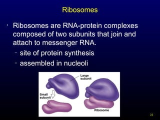 Ribosomes
•

Ribosomes are RNA-protein complexes
composed of two subunits that join and
attach to messenger RNA.
– site of protein synthesis
– assembled in nucleoli

22

 