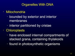 Organelles With DNA
•

•

Mitochondria
– bounded by exterior and interior
membranes
– interior partitioned by cristae
Chloroplasts
– have enclosed internal compartments of
stacked grana, containing thylakoids
– found in photosynthetic organisms
23

 