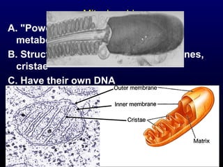 Mitochondria
A. "Powerhouse of the cell" - cellular
metabolism
B. Structure- outer and inner membranes,
cristae
C. Have their own DNA

24

 