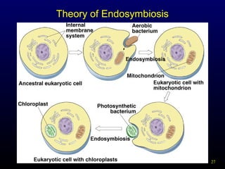 Theory of Endosymbiosis

27

 