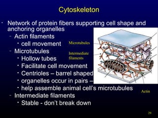 Cytoskeleton
•

Network of protein fibers supporting cell shape and
anchoring organelles
– Actin filaments
Microtubules
 cell movement
– Microtubules
Intermediate
 Hollow tubes
filaments

Facilitate cell movement
 Centrioles – barrel shaped

organelles occur in pairs –
 help assemble animal cell’s microtubules
Actin
– Intermediate filaments
 Stable - don’t break down
29

 