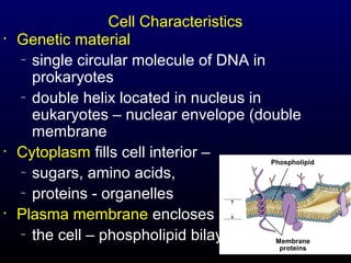 •

•

•

Cell Characteristics
Genetic material
– single circular molecule of DNA in
prokaryotes
– double helix located in nucleus in
eukaryotes – nuclear envelope (double
membrane
Cytoplasm fills cell interior –
Phospholipid
– sugars, amino acids,
– proteins - organelles
Plasma membrane encloses
– the cell – phospholipid bilayer
Membrane
proteins

3

 