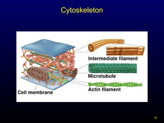 Cytoskeleton

30

 