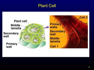 Plant Cell

32

 