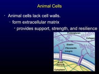Animal Cells
•

Animal cells lack cell walls.
– form extracellular matrix
 provides support, strength, and resilience

33

 