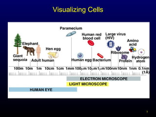 Visualizing Cells

7

 