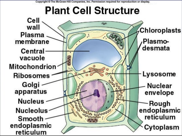 Cell structure