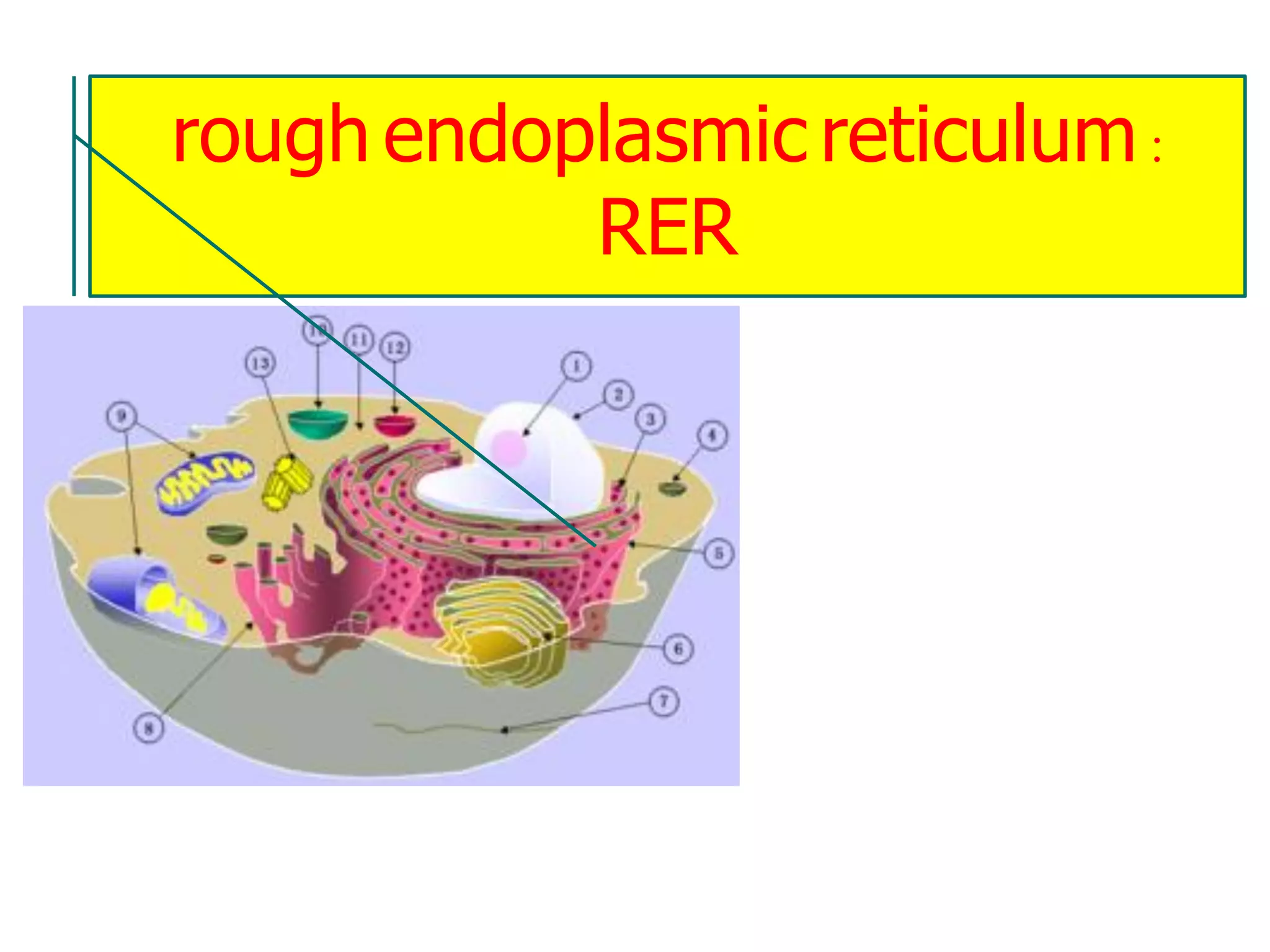 rough endoplasmic reticulum :
RER
 