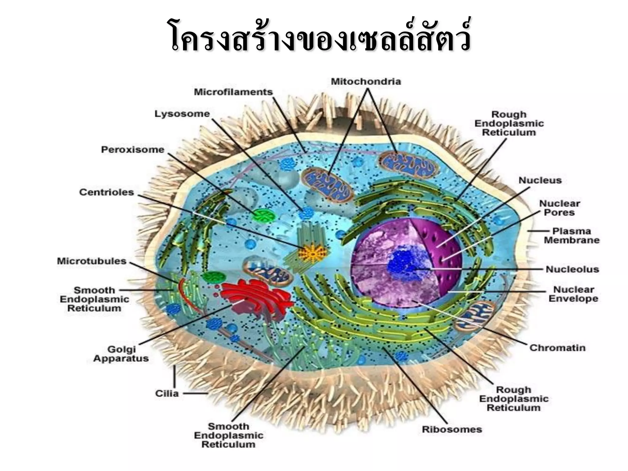 โครงสร้างของเซลล์สัตว์
 