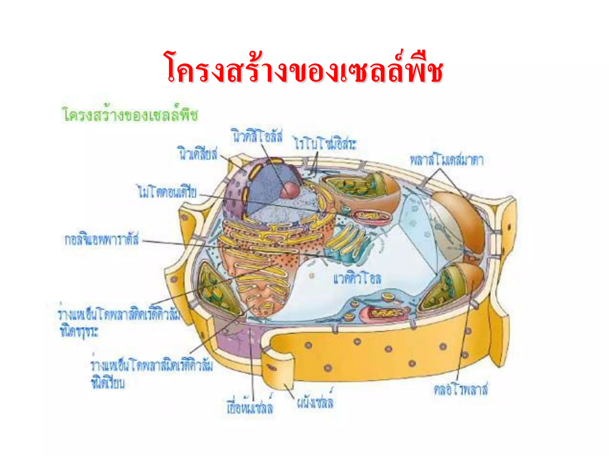 โครงสร้างของเซลล์พืช
 