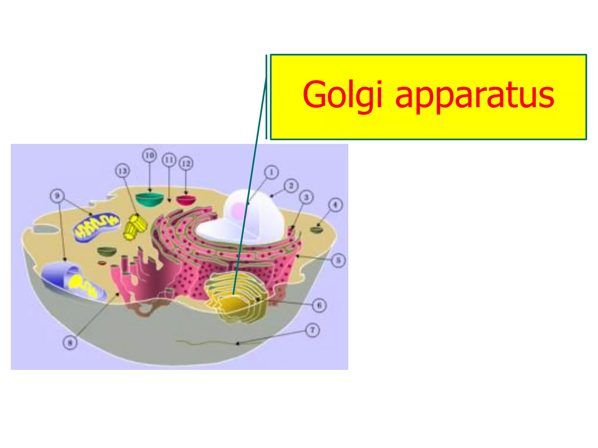 Golgi apparatus
 