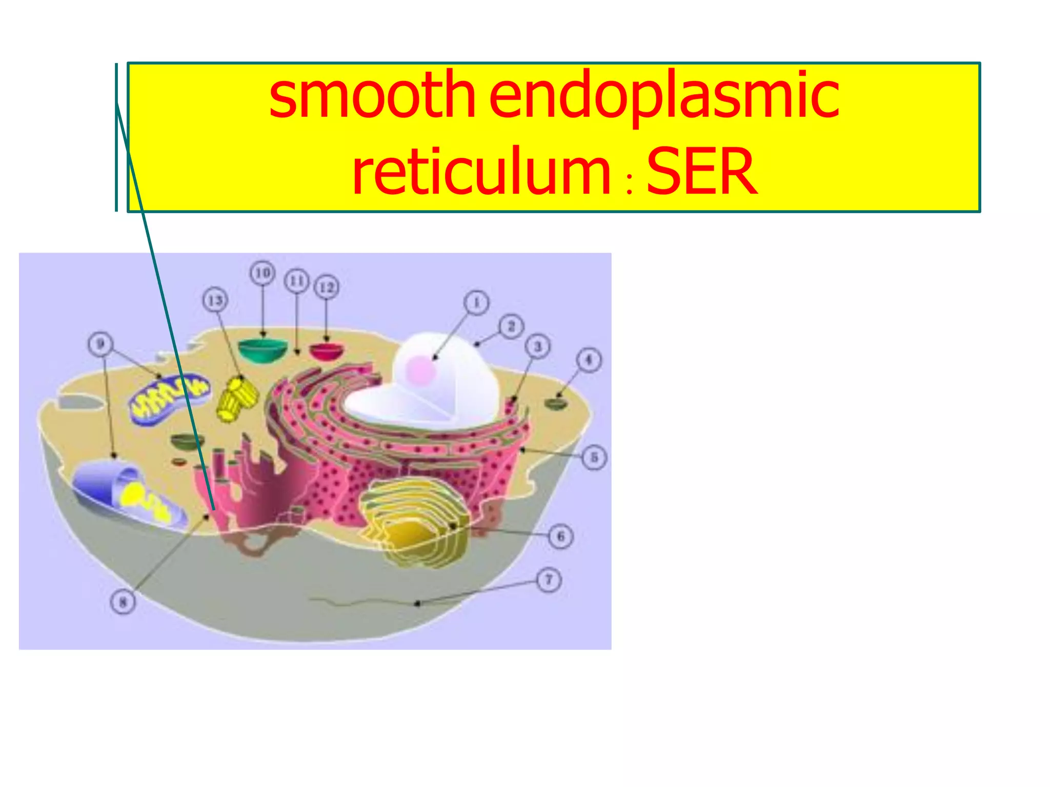 smooth endoplasmic
reticulum : SER
 