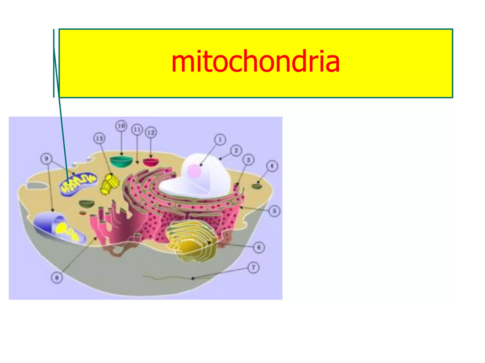 mitochondria
 