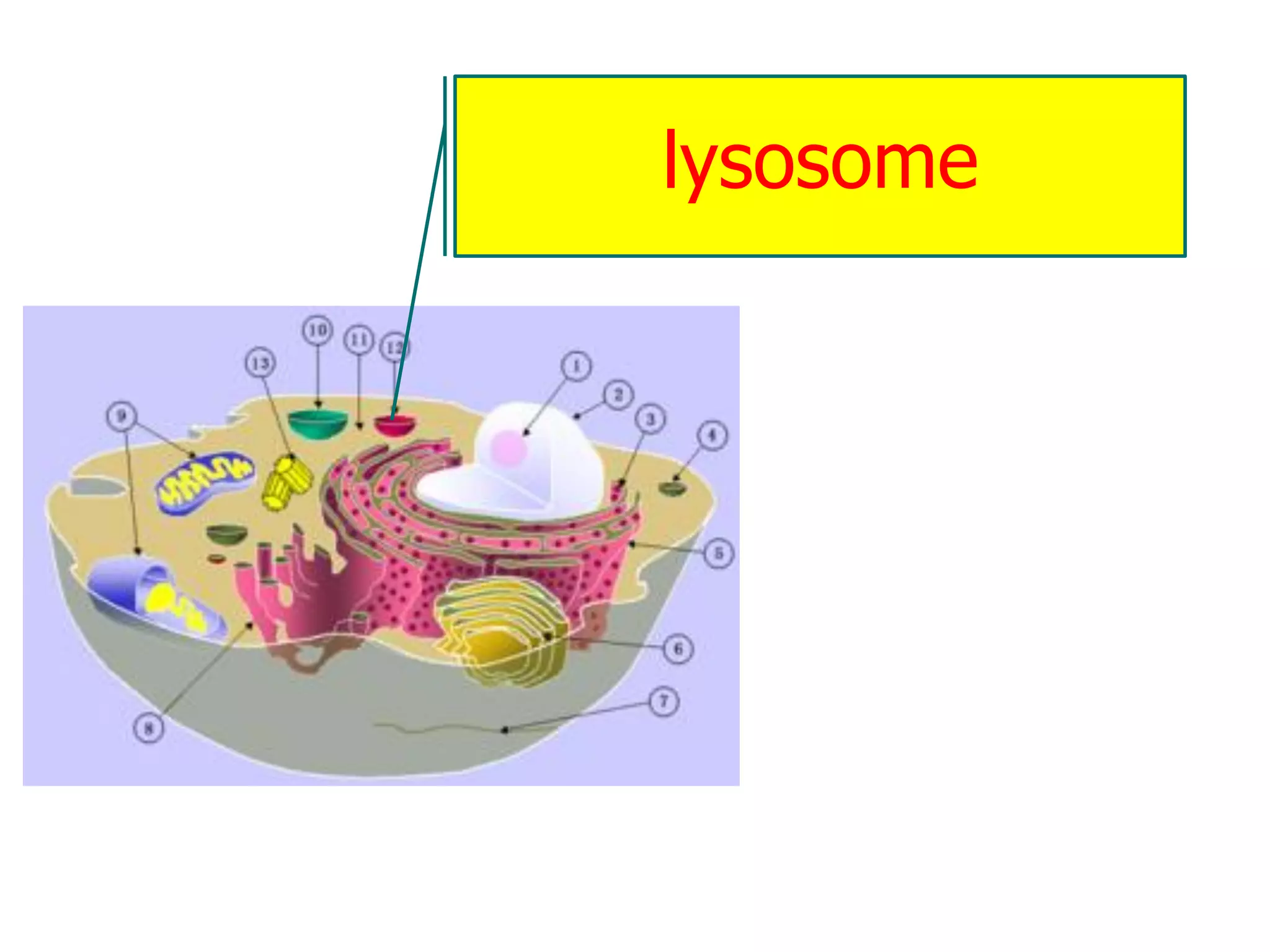 lysosome
 