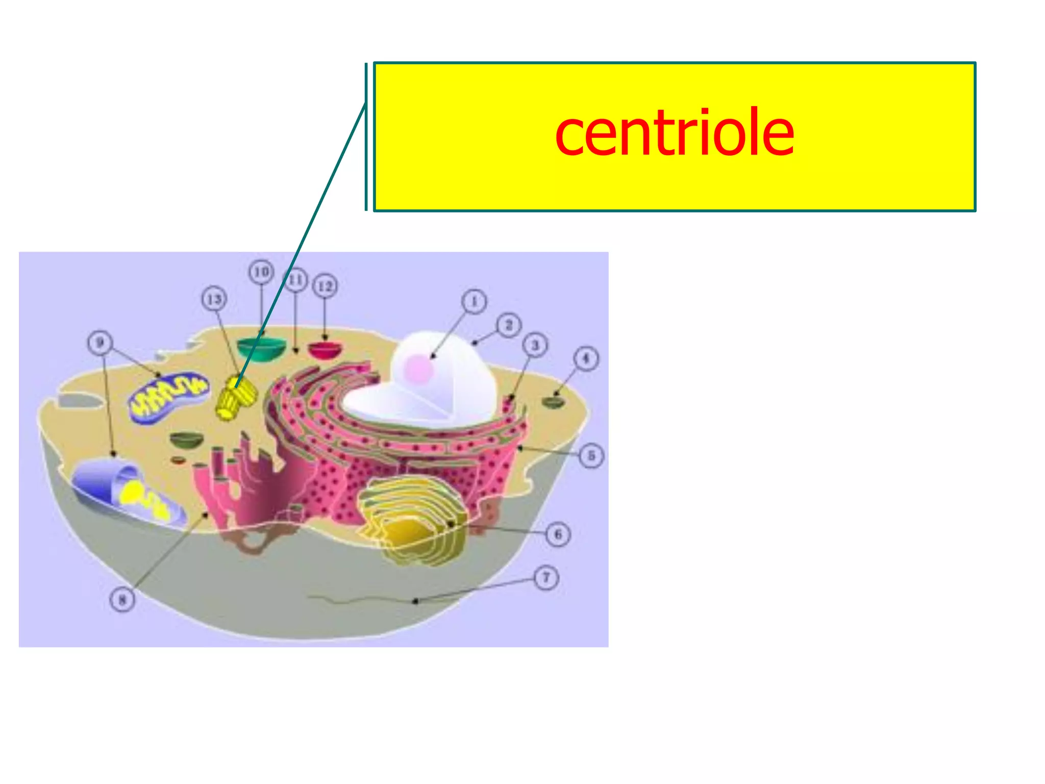 centriole
 