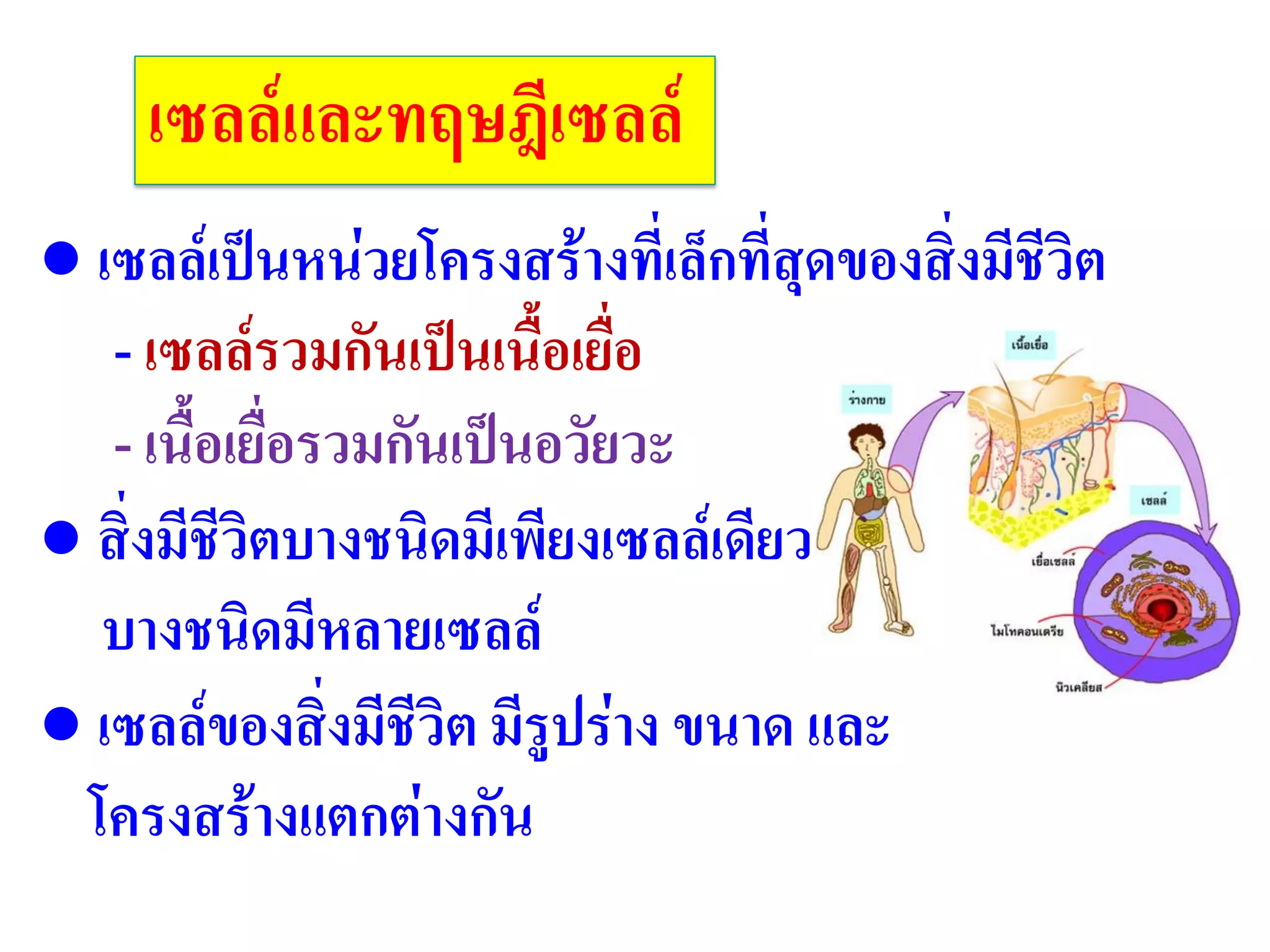 เซลล์และทฤษฎีเซลล์
● เซลล์เป็นหน่วยโครงสร้างที่เล็กที่สุดของสิ่งมีชีวิต
- เซลล์รวมกันเป็นเนื้อเยื่อ
- เนื้อเยื่อรวมกันเป็นอวัยวะ
● สิ่งมีชีวิตบางชนิดมีเพียงเซลล์เดียว
บางชนิดมีหลายเซลล์
● เซลล์ของสิ่งมีชีวิต มีรูปร่าง ขนาด และ
โครงสร้างแตกต่างกัน
 