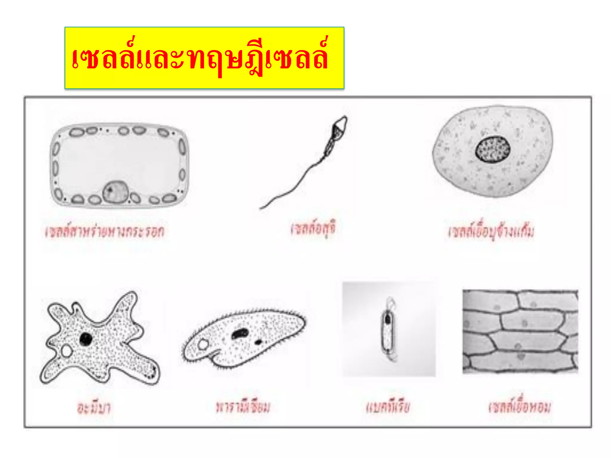 เซลล์และทฤษฎีเซลล์
 