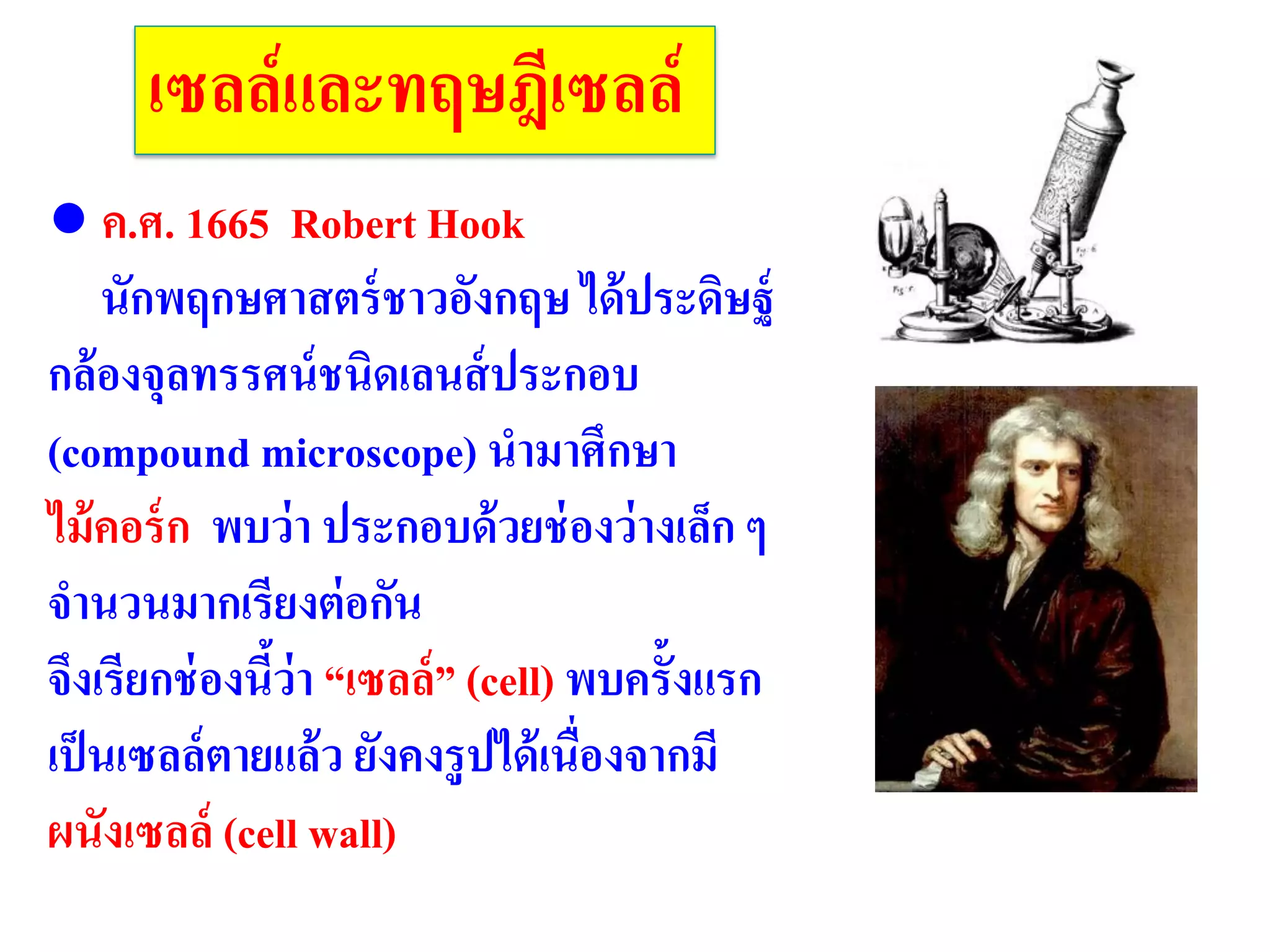 เซลล์และทฤษฎีเซลล์
● ค.ศ. 1665 Robert Hook
นักพฤกษศาสตร์ชาวอังกฤษ ได้ประดิษฐ์
กล้องจุลทรรศน์ชนิดเลนส์ประกอบ
(compound microscope) นามาศึกษา
ไม้คอร์ก พบว่า ประกอบด้วยช่องว่างเล็ก ๆ
จานวนมากเรียงต่อกัน
จึงเรียกช่องนี้ว่า “เซลล์” (cell) พบครั้งแรก
เป็นเซลล์ตายแล้ว ยังคงรูปได้เนื่องจากมี
ผนังเซลล์ (cell wall)
 