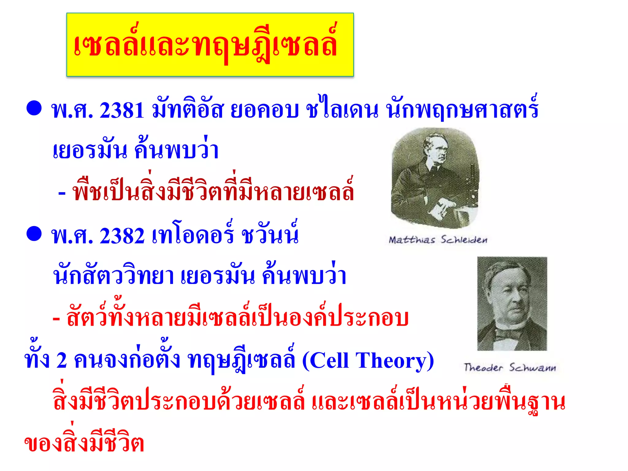 เซลล์และทฤษฎีเซลล์
● พ.ศ. 2381 มัทติอัส ยอคอบ ชไลเดน นักพฤกษศาสตร์
เยอรมัน ค้นพบว่า
- พืชเป็นสิ่งมีชีวิตที่มีหลายเซลล์
● พ.ศ. 2382 เทโอดอร์ ชวันน์
นักสัตววิทยา เยอรมัน ค้นพบว่า
- สัตว์ทั้งหลายมีเซลล์เป็นองค์ประกอบ
ทั้ง 2 คนจงก่อตั้ง ทฤษฎีเซลล์ (Cell Theory)
สิ่งมีชีวิตประกอบด้วยเซลล์ และเซลล์เป็นหน่วยพื้นฐาน
ของสิ่งมีชีวิต
 