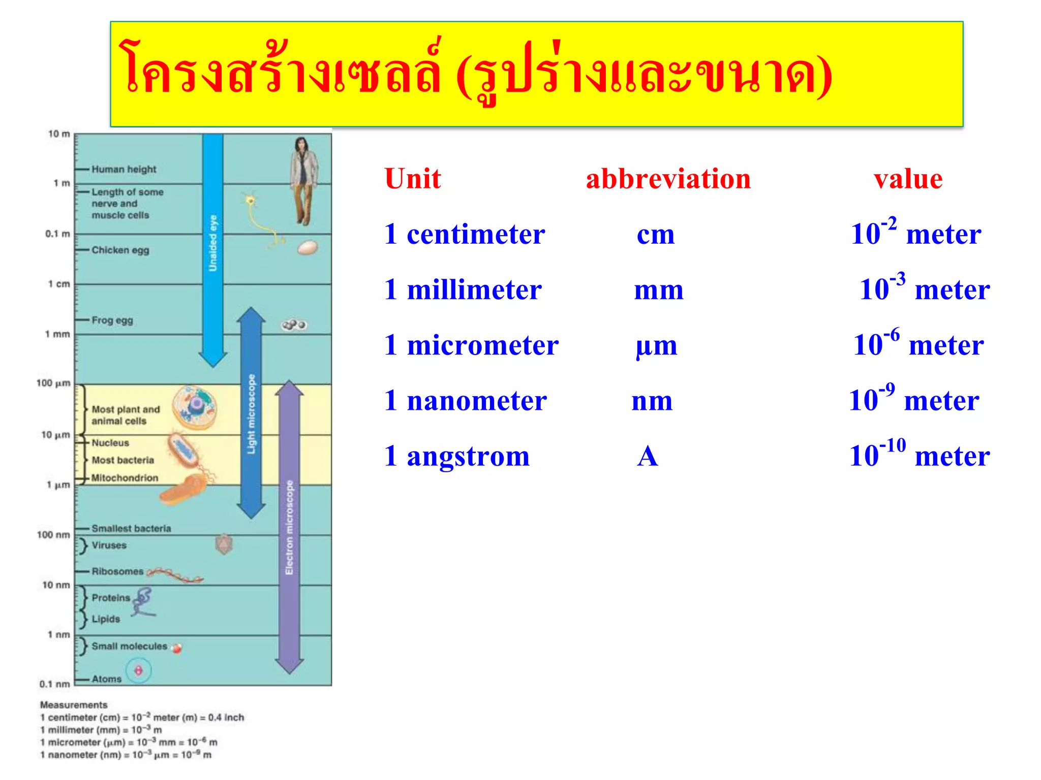 โครงสร้างเซลล์ (รูปร่างและขนาด)
Unit abbreviation value
1 centimeter cm 10-2 meter
1 millimeter mm 10-3 meter
1 micrometer µm 10-6 meter
1 nanometer nm 10-9 meter
1 angstrom A 10-10 meter
 