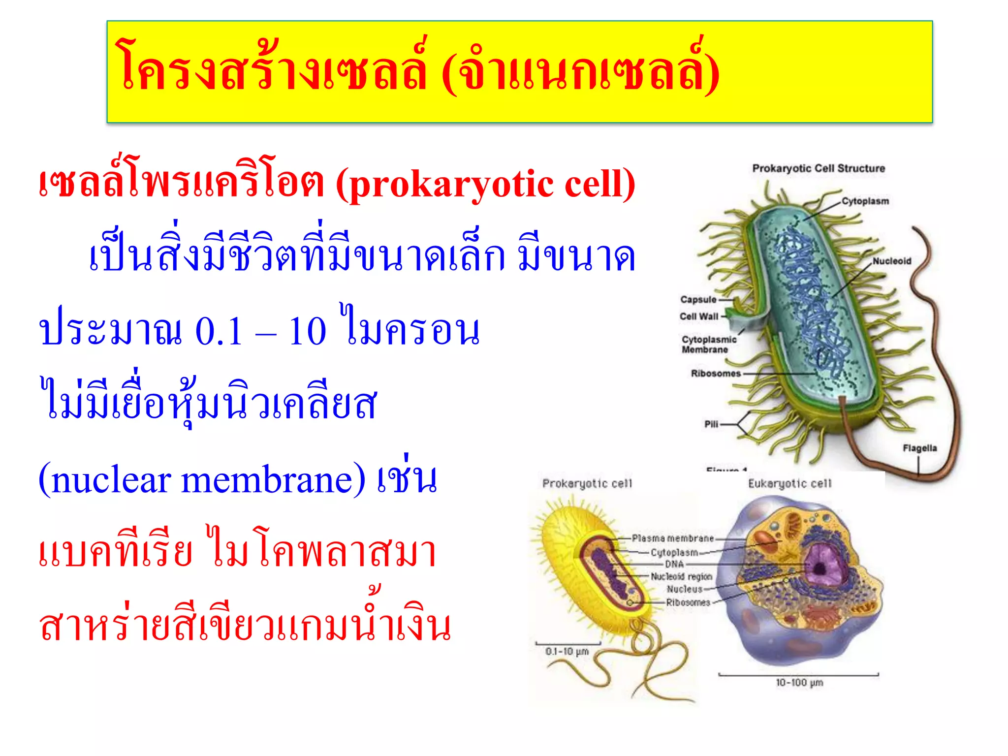 โครงสร้างเซลล์ (จาแนกเซลล์)
เซลล์โพรแคริโอต (prokaryotic cell)
เป็นสิ่งมีชีวิตที่มีขนาดเล็ก มีขนาด
ประมาณ 0.1 – 10 ไมครอน
ไม่มีเยื่อหุ้มนิวเคลียส
(nuclear membrane) เช่น
แบคทีเรีย ไมโคพลาสมา
สาหร่ายสีเขียวแกมน้้าเงิน
 