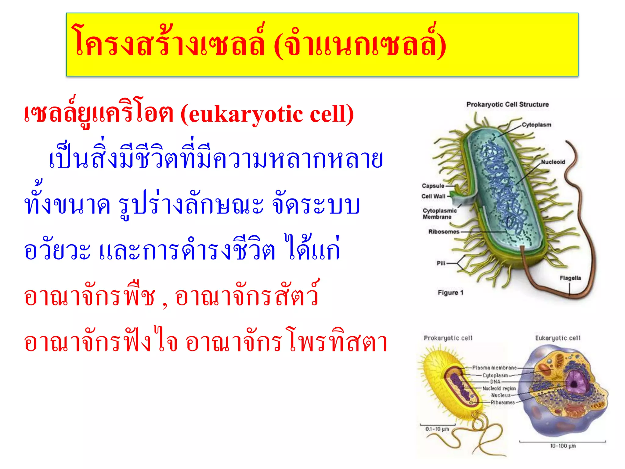 โครงสร้างเซลล์ (จาแนกเซลล์)
เซลล์ยูแคริโอต (eukaryotic cell)
เป็นสิ่งมีชีวิตที่มีความหลากหลาย
ทั้งขนาด รูปร่างลักษณะ จัดระบบ
อวัยวะ และการด้ารงชีวิต ได้แก่
อาณาจักรพืช , อาณาจักรสัตว์
อาณาจักรฟังไจ อาณาจักรโพรทิสตา
 