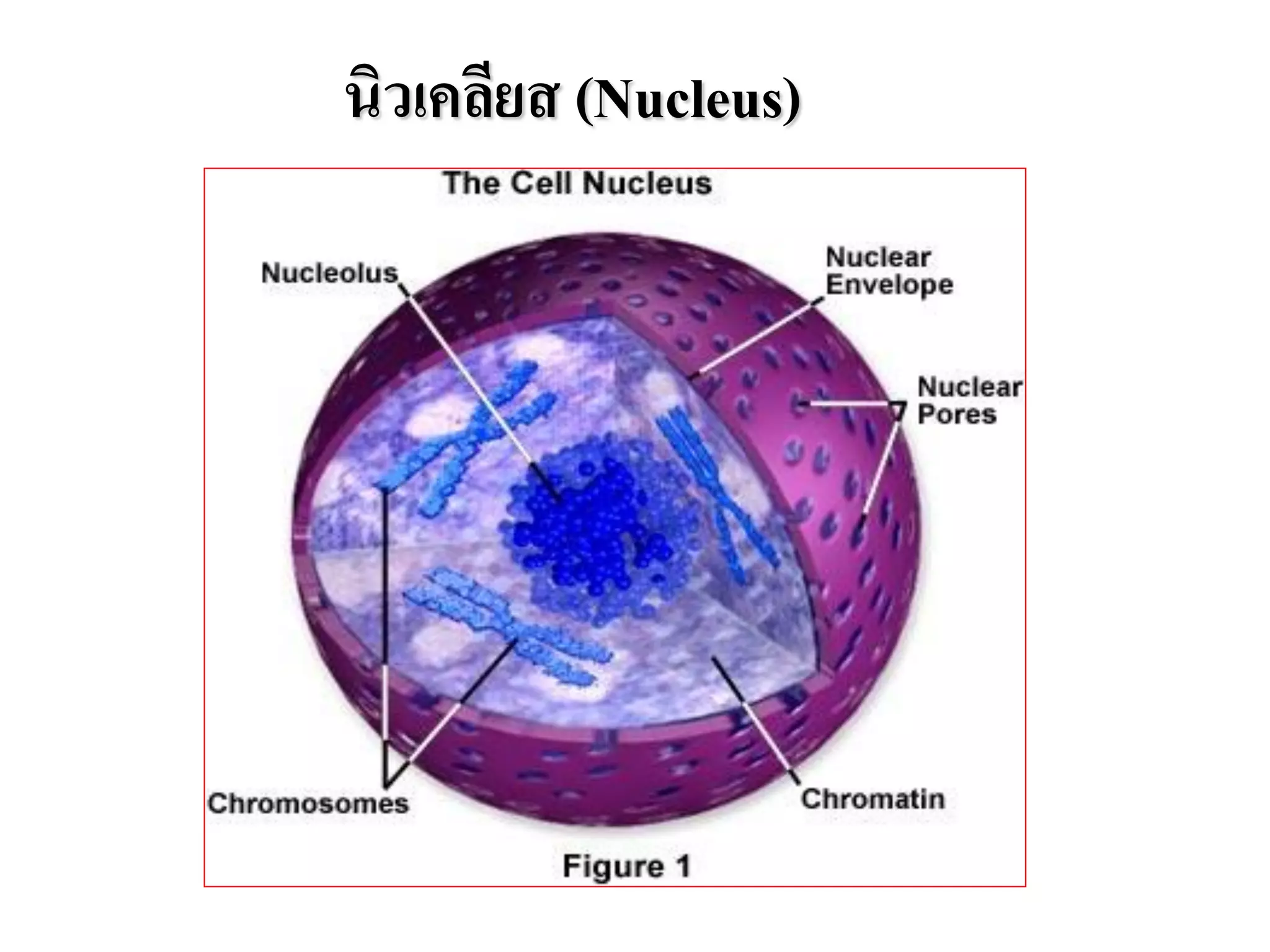 นิวเคลียส (Nucleus)
 