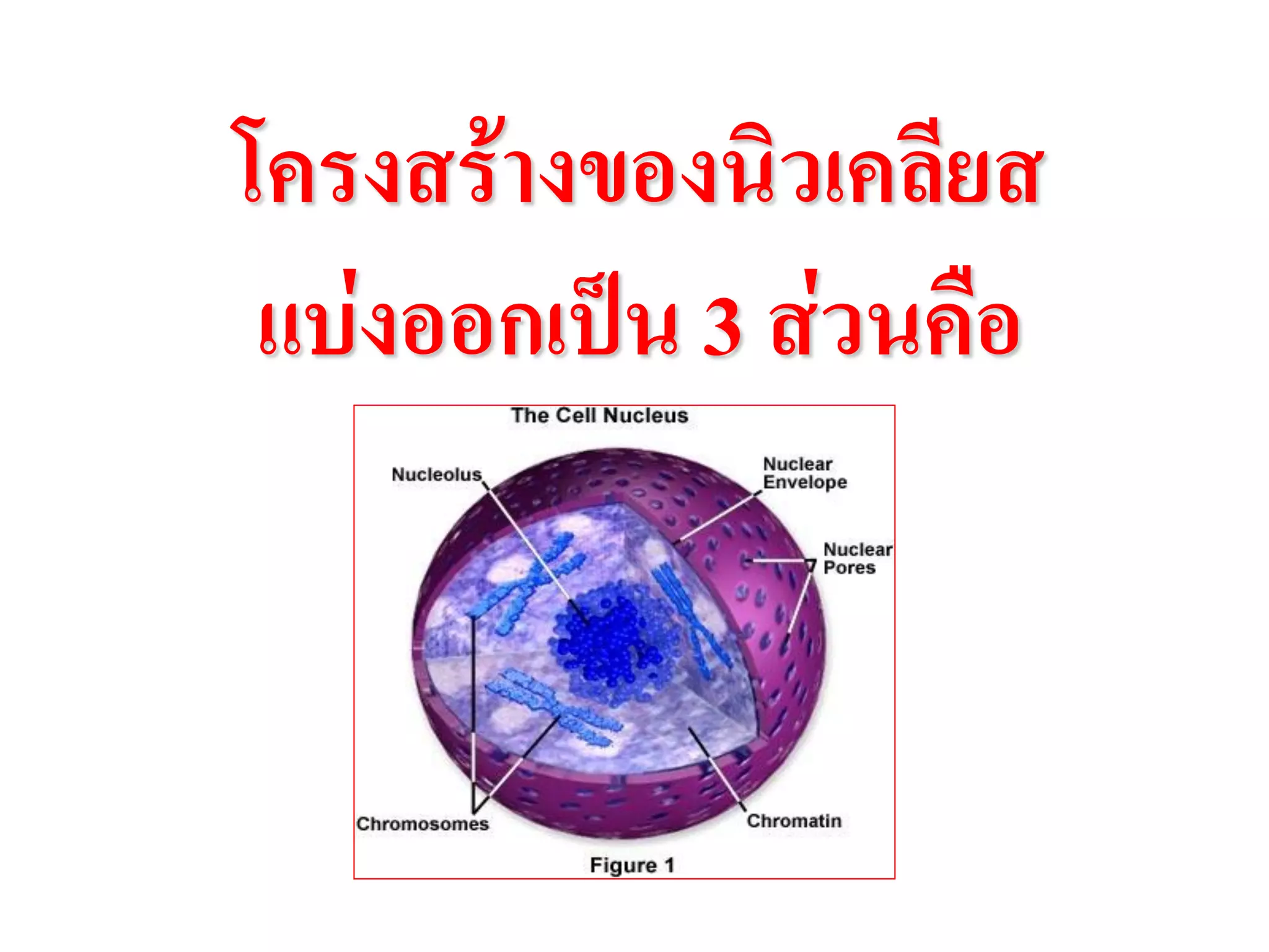 โครงสร้างของนิวเคลียส
แบ่งออกเป็น 3 ส่วนคือ
 