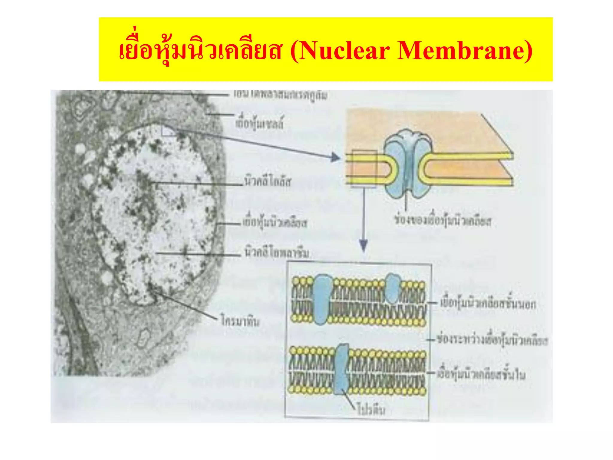 เยื่อหุ้มนิวเคลียส (Nuclear Membrane)
 