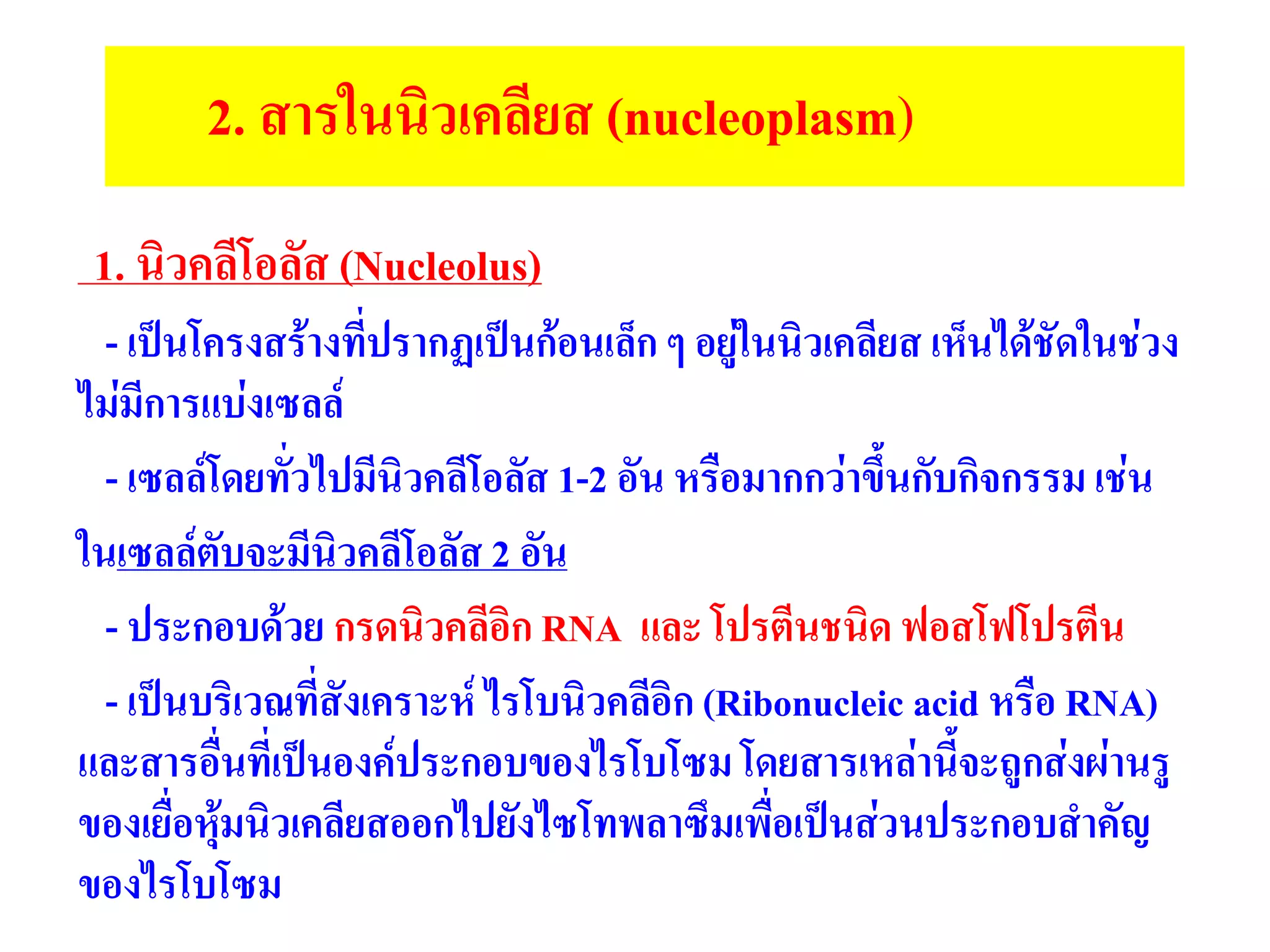 2. สารในนิวเคลียส (nucleoplasm)
1. นิวคลีโอลัส (Nucleolus)
- เป็นโครงสร้างที่ปรากฏเป็นก้อนเล็ก ๆ อยู่ในนิวเคลียส เห็นได้ชัดในช่วง
ไม่มีการแบ่งเซลล์
- เซลล์โดยทั่วไปมีนิวคลีโอลัส 1-2 อัน หรือมากกว่าขึ้นกับกิจกรรม เช่น
ในเซลล์ตับจะมีนิวคลีโอลัส 2 อัน
- ประกอบด้วย กรดนิวคลีอิก RNA และ โปรตีนชนิด ฟอสโฟโปรตีน
- เป็นบริเวณที่สังเคราะห์ ไรโบนิวคลีอิก (Ribonucleic acid หรือ RNA)
และสารอื่นที่เป็นองค์ประกอบของไรโบโซม โดยสารเหล่านี้จะถูกส่งผ่านรู
ของเยื่อหุ้มนิวเคลียสออกไปยังไซโทพลาซึมเพื่อเป็นส่วนประกอบสาคัญ
ของไรโบโซม
 