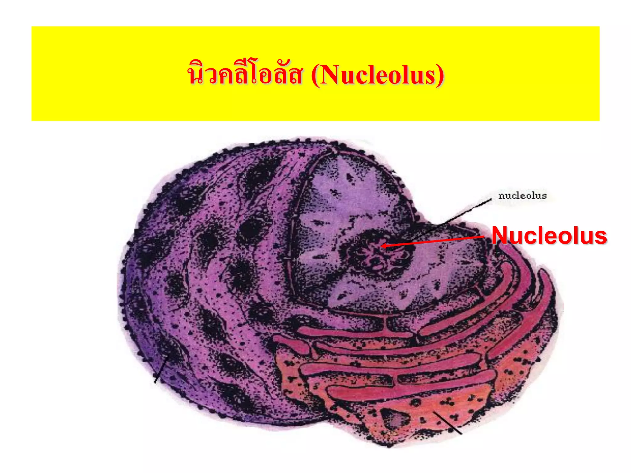 นิวคลีโอลัส (Nucleolus)
Nucleolus
 