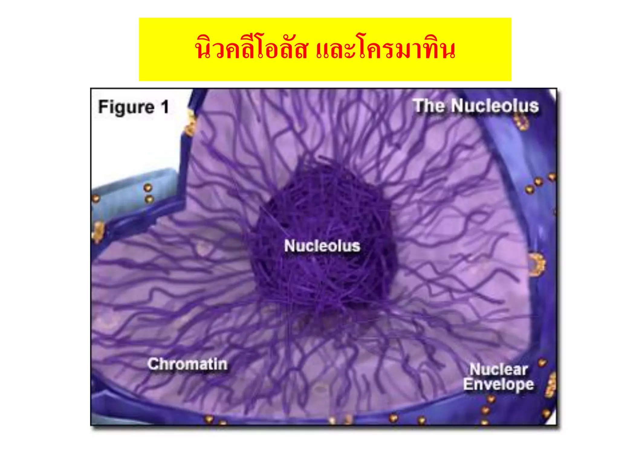นิวคลีโอลัส และโครมาทิน
 