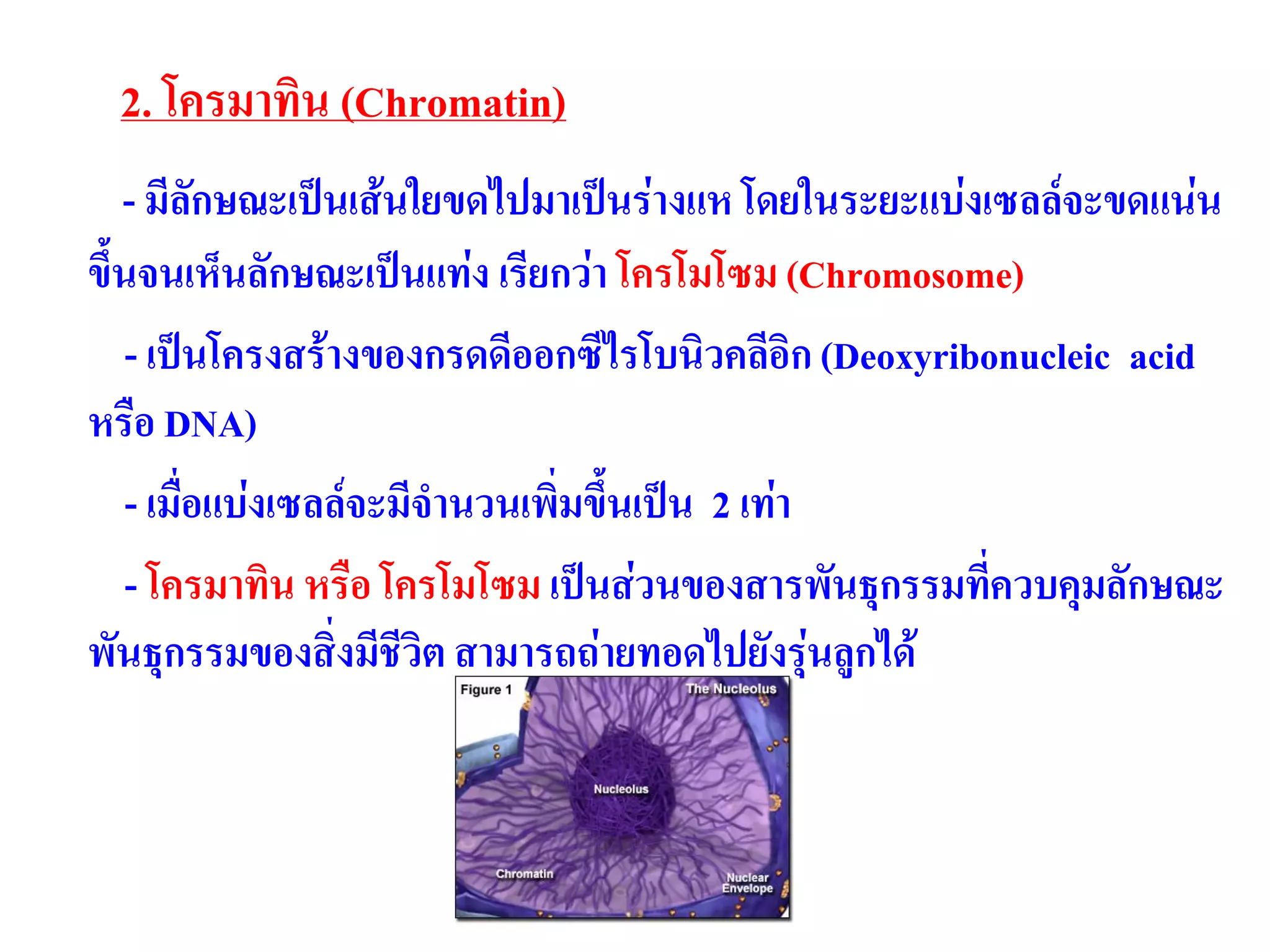 2. โครมาทิน (Chromatin)
- มีลักษณะเป็นเส้นใยขดไปมาเป็นร่างแห โดยในระยะแบ่งเซลล์จะขดแน่น
ขึ้นจนเห็นลักษณะเป็นแท่ง เรียกว่า โครโมโซม (Chromosome)
- เป็นโครงสร้างของกรดดีออกซีไรโบนิวคลีอิก (Deoxyribonucleic acid
หรือ DNA)
- เมื่อแบ่งเซลล์จะมีจานวนเพิ่มขึ้นเป็น 2 เท่า
- โครมาทิน หรือ โครโมโซม เป็นส่วนของสารพันธุกรรมที่ควบคุมลักษณะ
พันธุกรรมของสิ่งมีชีวิต สามารถถ่ายทอดไปยังรุ่นลูกได้
 