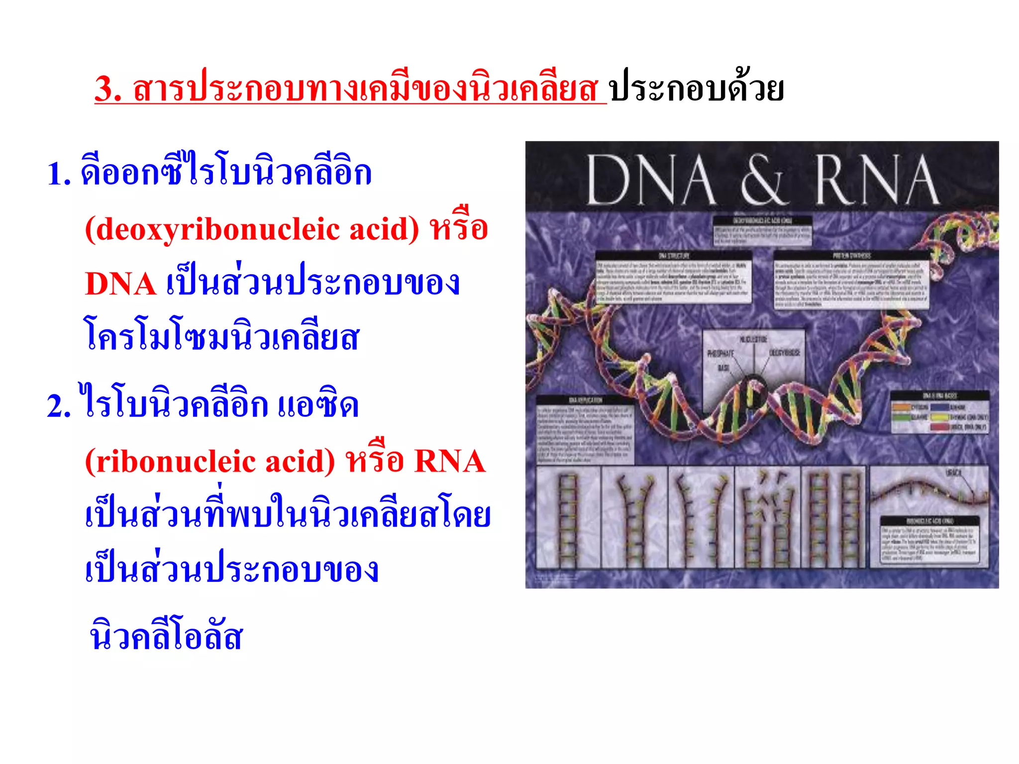 3. สารประกอบทางเคมีของนิวเคลียส ประกอบด้วย
1. ดีออกซีไรโบนิวคลีอิก
(deoxyribonucleic acid) หรือ
DNA เป็นส่วนประกอบของ
โครโมโซมนิวเคลียส
2. ไรโบนิวคลีอิก แอซิด
(ribonucleic acid) หรือ RNA
เป็นส่วนที่พบในนิวเคลียสโดย
เป็นส่วนประกอบของ
นิวคลีโอลัส
 