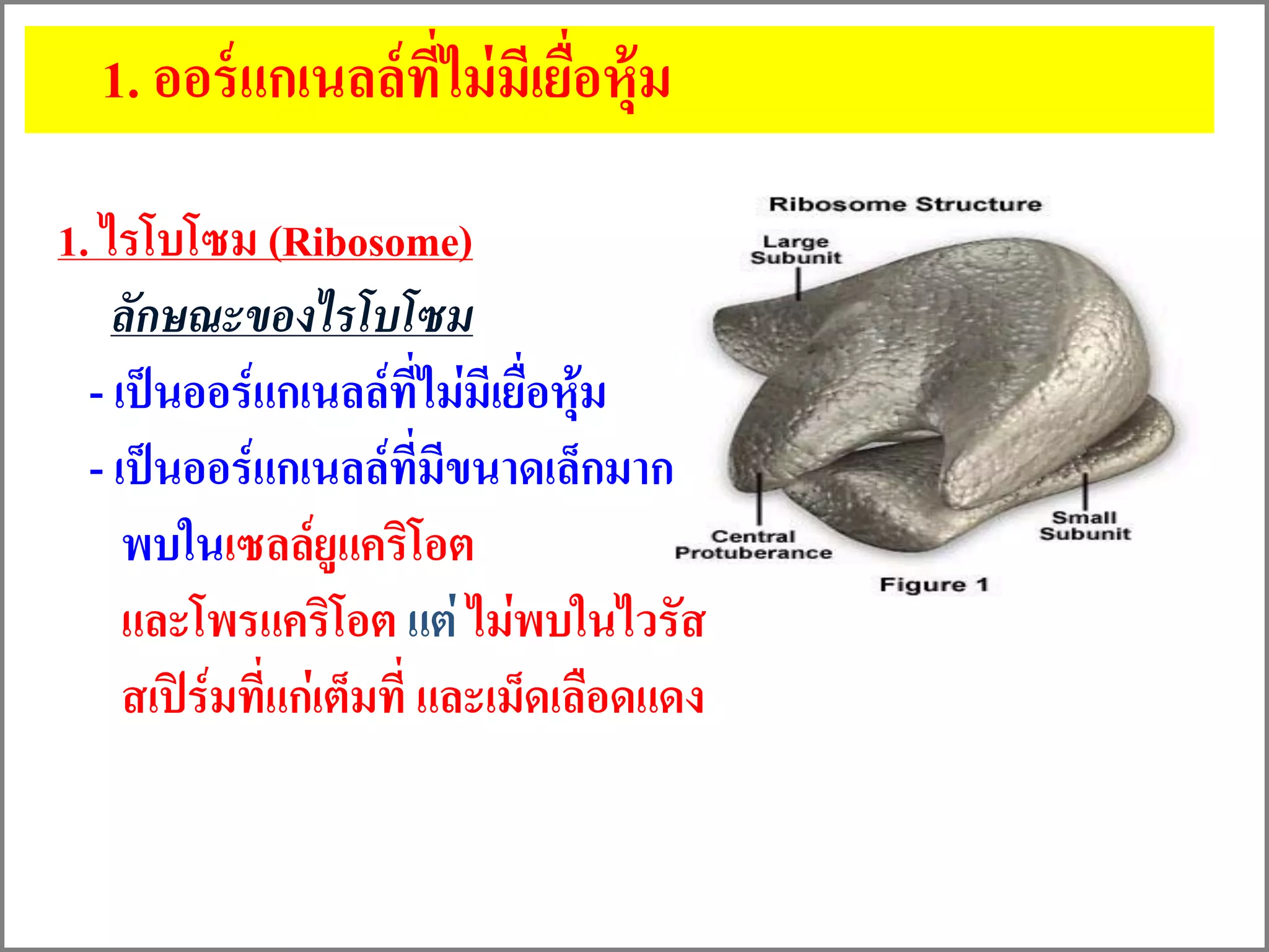 1. ไรโบโซม (Ribosome)
ลักษณะของไรโบโซม
- เป็นออร์แกเนลล์ที่ไม่มีเยื่อหุ้ม
- เป็นออร์แกเนลล์ที่มีขนาดเล็กมาก
พบในเซลล์ยูแคริโอต
และโพรแคริโอต แต่ ไม่พบในไวรัส
สเปิร์มที่แก่เต็มที่ และเม็ดเลือดแดง
1. ออร์แกเนลล์ที่ไม่มีเยื่อหุ้ม
 
