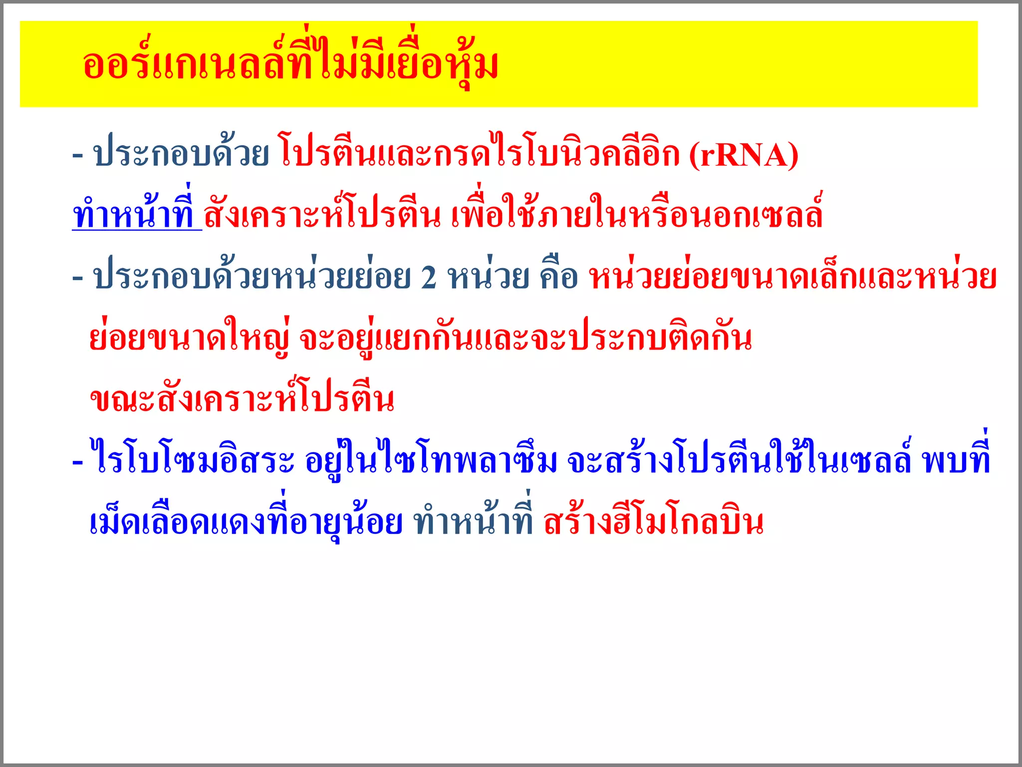 - ประกอบด้วย โปรตีนและกรดไรโบนิวคลีอิก (rRNA)
ทาหน้าที่ สังเคราะห์โปรตีน เพื่อใช้ภายในหรือนอกเซลล์
- ประกอบด้วยหน่วยย่อย 2 หน่วย คือ หน่วยย่อยขนาดเล็กและหน่วย
ย่อยขนาดใหญ่ จะอยู่แยกกันและจะประกบติดกัน
ขณะสังเคราะห์โปรตีน
- ไรโบโซมอิสระ อยู่ในไซโทพลาซึม จะสร้างโปรตีนใช้ในเซลล์ พบที่
เม็ดเลือดแดงที่อายุน้อย ทาหน้าที่ สร้างฮีโมโกลบิน
ออร์แกเนลล์ที่ไม่มีเยื่อหุ้ม
 