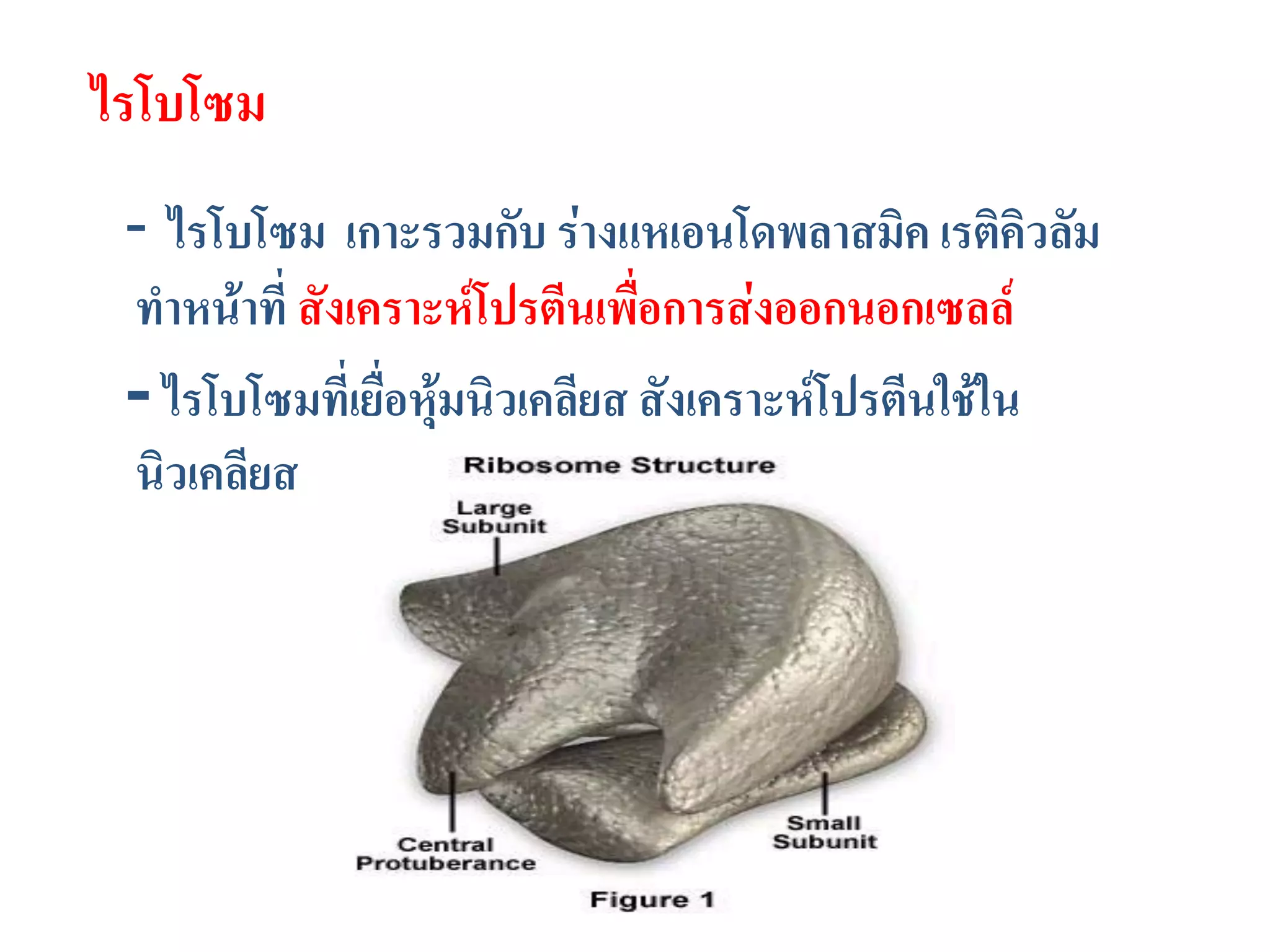ไรโบโซม
- ไรโบโซม เกาะรวมกับ ร่างแหเอนโดพลาสมิค เรติคิวลัม
ทาหน้าที่ สังเคราะห์โปรตีนเพื่อการส่งออกนอกเซลล์
- ไรโบโซมที่เยื่อหุ้มนิวเคลียส สังเคราะห์โปรตีนใช้ใน
นิวเคลียส
 
