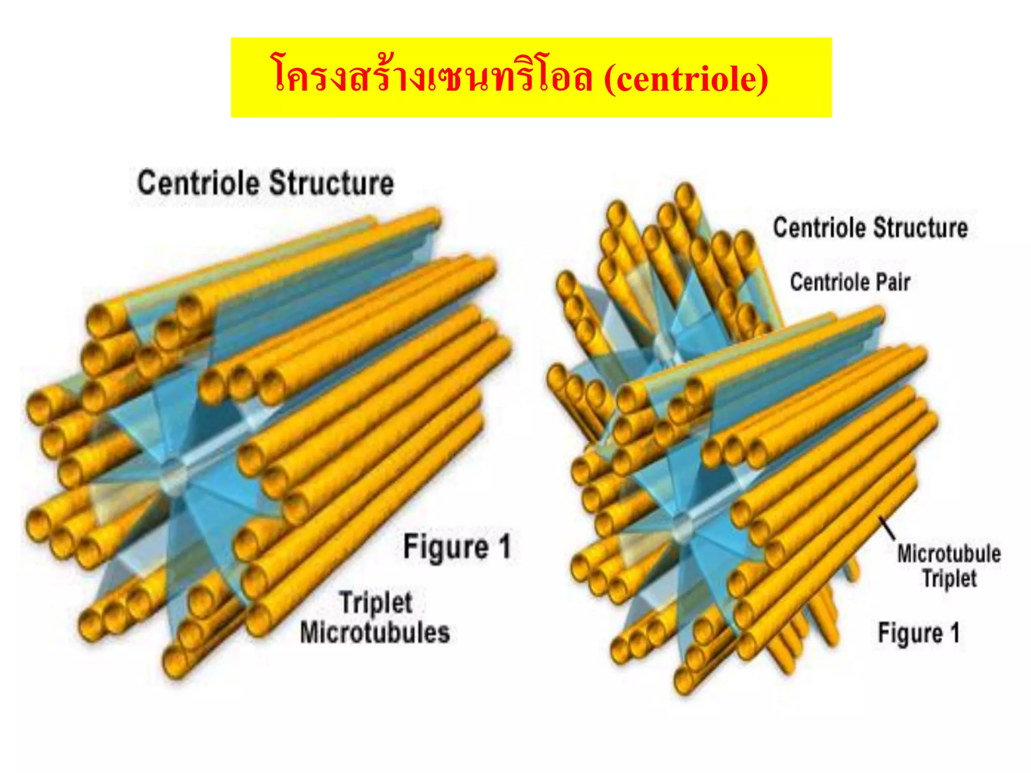 โครงสร้างเซนทริโอล (centriole)
 