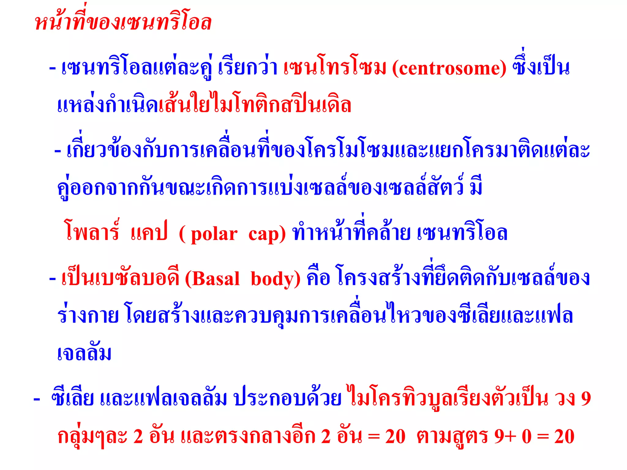 หน้าที่ของเซนทริโอล
- เซนทริโอลแต่ละคู่ เรียกว่า เซนโทรโซม (centrosome) ซึ่งเป็น
แหล่งกาเนิดเส้นใยไมโทติกสปินเดิล
- เกี่ยวข้องกับการเคลื่อนที่ของโครโมโซมและแยกโครมาติดแต่ละ
คู่ออกจากกันขณะเกิดการแบ่งเซลล์ของเซลล์สัตว์ มี
โพลาร์ แคป ( polar cap) ทาหน้าที่คล้าย เซนทริโอล
- เป็นเบซัลบอดี (Basal body) คือ โครงสร้างที่ยึดติดกับเซลล์ของ
ร่างกาย โดยสร้างและควบคุมการเคลื่อนไหวของซีเลียและแฟล
เจลลัม
- ซีเลีย และแฟลเจลลัม ประกอบด้วย ไมโครทิวบูลเรียงตัวเป็น วง 9
กลุ่มๆละ 2 อัน และตรงกลางอีก 2 อัน = 20 ตามสูตร 9+ 0 = 20
 