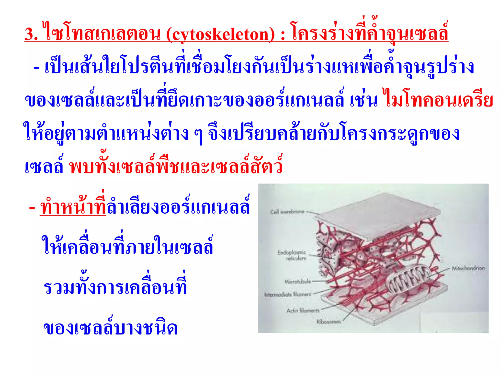 3. ไซโทสเกเลตอน (cytoskeleton) : โครงร่างที่ค้าจุนเซลล์
- เป็นเส้นใยโปรตีนที่เชื่อมโยงกันเป็นร่างแหเพื่อค้าจุนรูปร่าง
ของเซลล์และเป็นที่ยึดเกาะของออร์แกเนลล์ เช่น ไมโทคอนเดรีย
ให้อยู่ตามตาแหน่งต่าง ๆ จึงเปรียบคล้ายกับโครงกระดูกของ
เซลล์ พบทั้งเซลล์พืชและเซลล์สัตว์
- ทาหน้าที่ลาเลียงออร์แกเนลล์
ให้เคลื่อนที่ภายในเซลล์
รวมทั้งการเคลื่อนที่
ของเซลล์บางชนิด
 