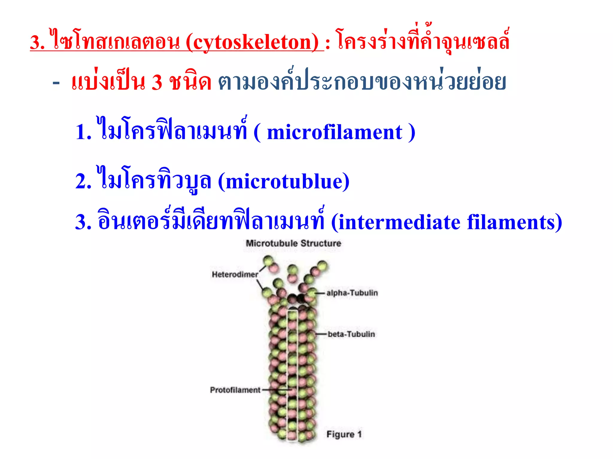 3. ไซโทสเกเลตอน (cytoskeleton) : โครงร่างที่ค้าจุนเซลล์
- แบ่งเป็น 3 ชนิด ตามองค์ประกอบของหน่วยย่อย
1. ไมโครฟิลาเมนท์ ( microfilament )
2. ไมโครทิวบูล (microtublue)
3. อินเตอร์มีเดียทฟิลาเมนท์ (intermediate filaments)
 